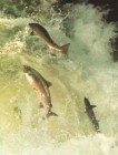 Salmon jumping a waterfall Fishing Tips - Salmon Fishing