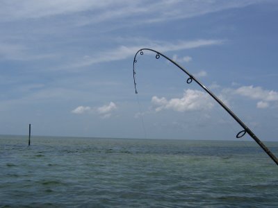 Biggest Catch - Fishing ROd Bending
